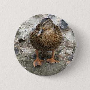 Pato sobre un botón de pared