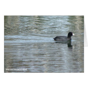 Pato solitario II