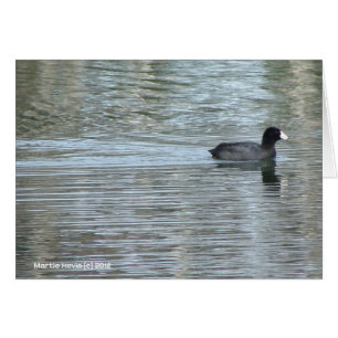 Pato solitario II
