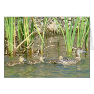 Pato y anadones de la madre B34