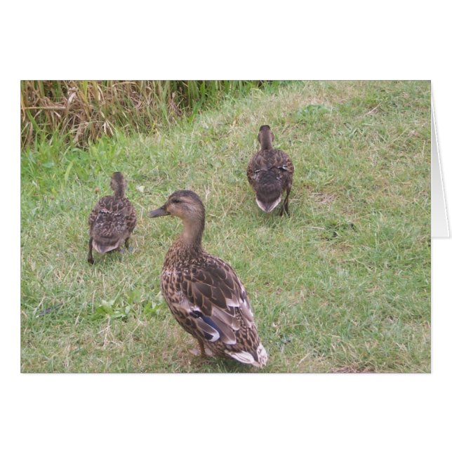 patos (Anverso (Horizontal))