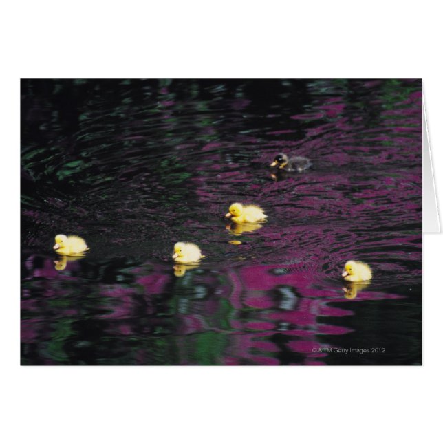 patos (Anverso (Horizontal))