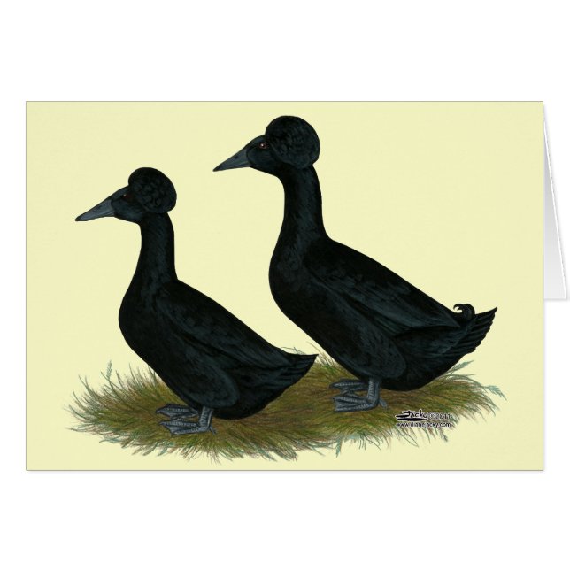 Patos: Black Crested (Anverso (Horizontal))