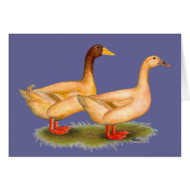Patos: Buff Orpington (Anverso (Horizontal))