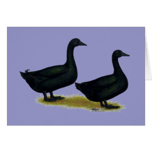 Patos: Cayugas negro