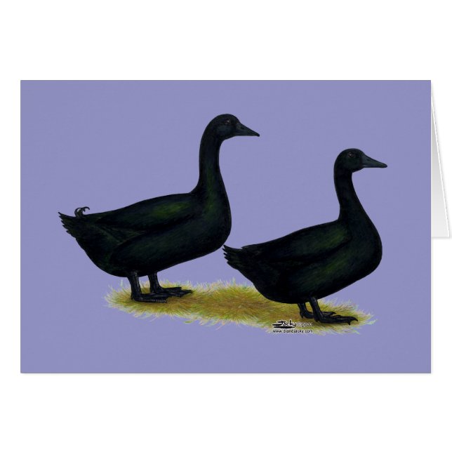 Patos: Cayugas negro (Anverso (Horizontal))