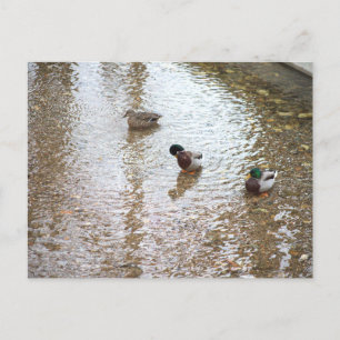 Patos con postal acuática