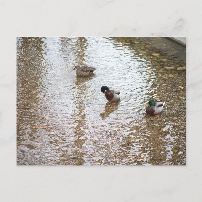 Patos con postal acuática (Anverso)