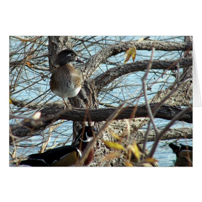 Patos de madera (Anverso (Horizontal))