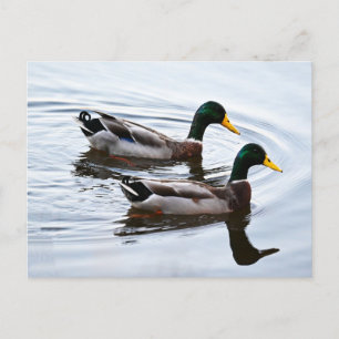 Patos de Mallard en la postal del agua