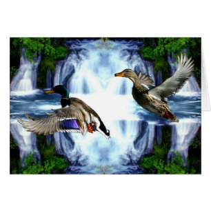 Patos del pato silvestre