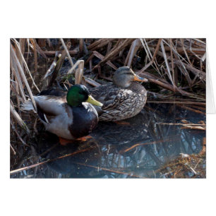 Patos del pato silvestre - tarjetas del arte de