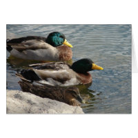 Patos en el parque