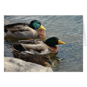 Patos en el parque