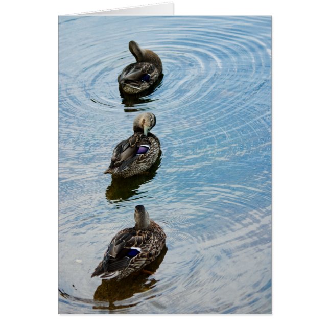 Patos en fila (Frente)