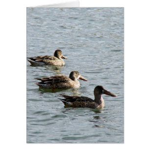 Patos en fila