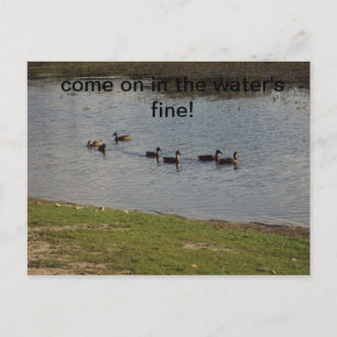 Patos en la invitación al agua
