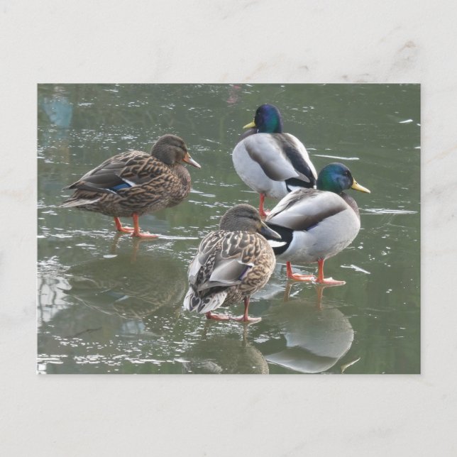 Patos en la postal de Ice DIY (Anverso)