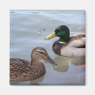 Patos en un imán de la charca