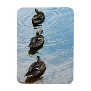 Patos en un imán premium de fila