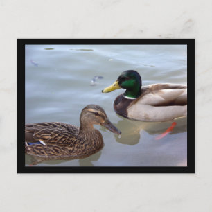 Patos en una postal de Pond