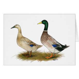 Patos: Harlequin de plata Galés