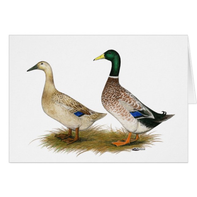 Patos:  Harlequin de plata Galés (Anverso (Horizontal))