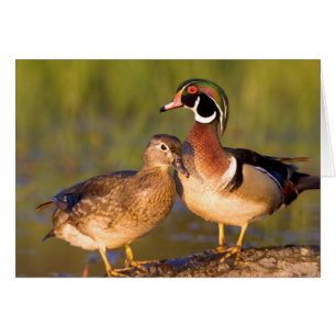 Patos joya y hembra sobre tronco en humedal
