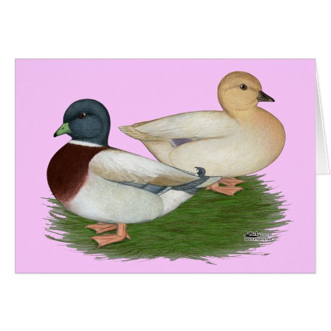 Patos: Llamadas Pastel (Anverso (Horizontal))