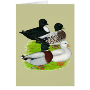 Patos: Llamar al Cuarteto