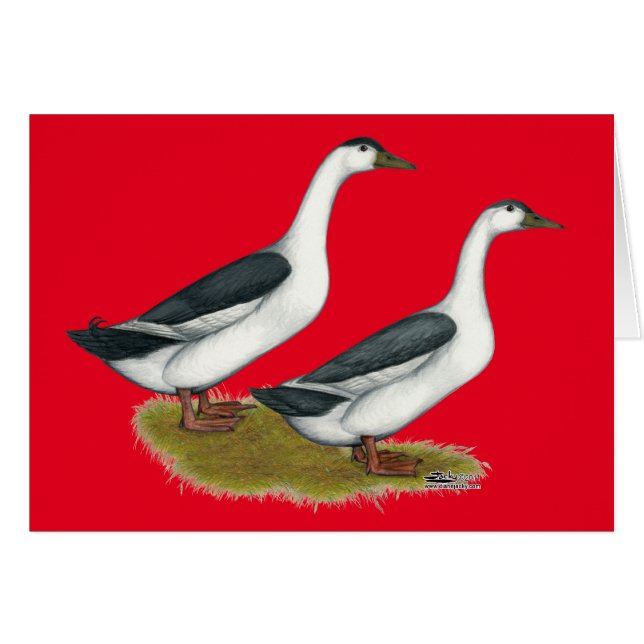 Patos: Magpies azules (Anverso (Horizontal))