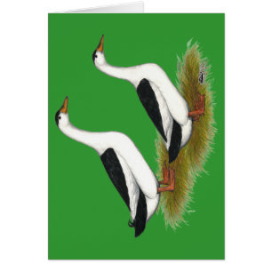 Patos: Magpies negros