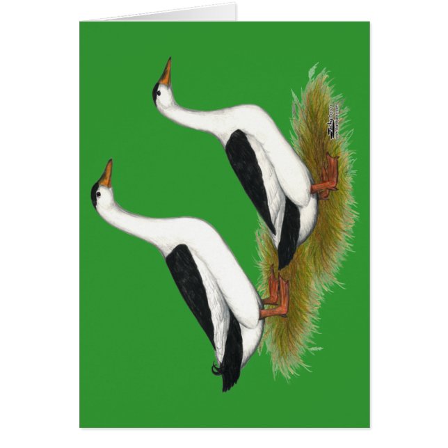 Patos: Magpies negros (Frente)