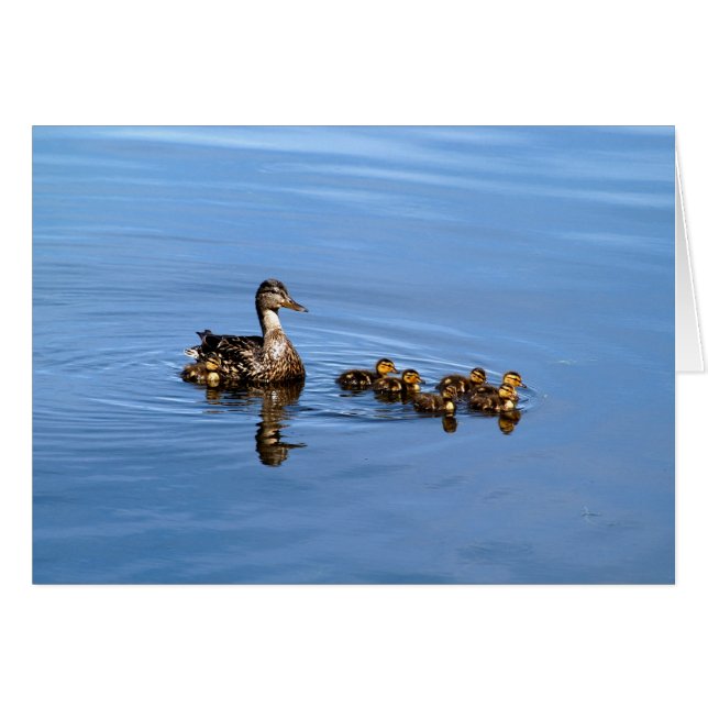 Patos mallard (Anverso (Horizontal))