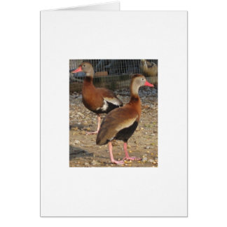 Patos negros exóticos del árbol del Belly