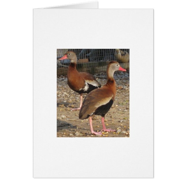 Patos negros exóticos del árbol del Belly (Frente)