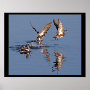 Patos que sacan la impresión