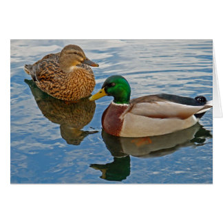 Patos silvestres masculinos y femeninos