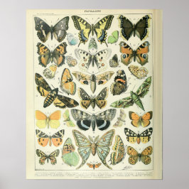 Patrón A de mariposas de impresión de Adolphe Mill
