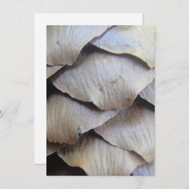 Patrón de cono de abeto marrón (Anverso / Reverso)