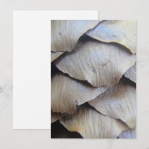 Patrón de cono de abeto marrón