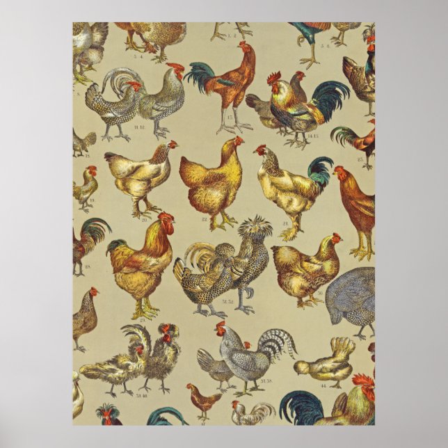 Patrón de gallo vintage: Arte de granja (Frente)