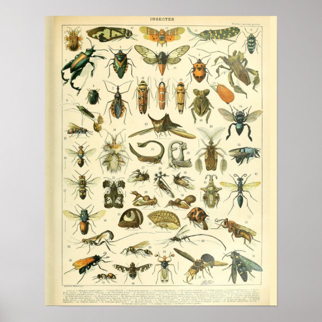Patrón de insectos de impresión de Adolphe Millot  (Frente)