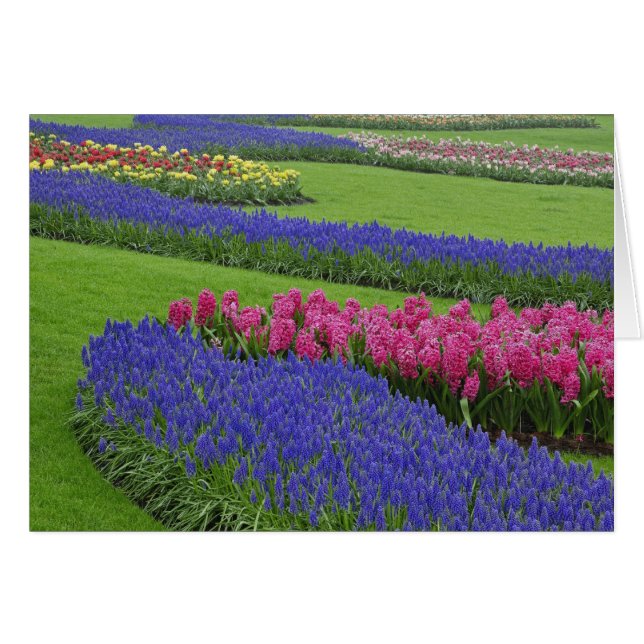 Patrón de jacinto de uva, tulipanes y (Anverso (Horizontal))