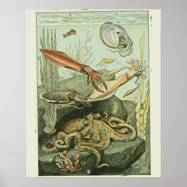 Patrón de moluscos de impresión Adolphe Millot (Frente)