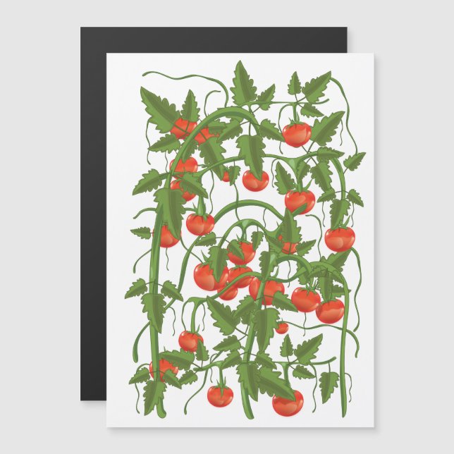 Patrón de tomates (Anverso/Reverso)