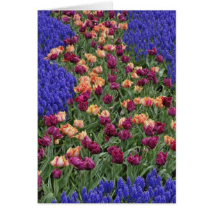 Patrón de tulipanes y flores de jacinto de uva,