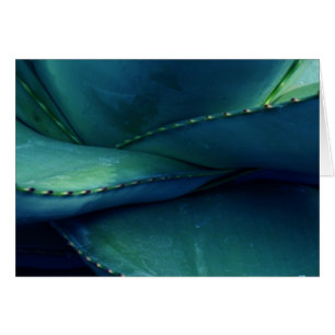 Patrones de la naturaleza