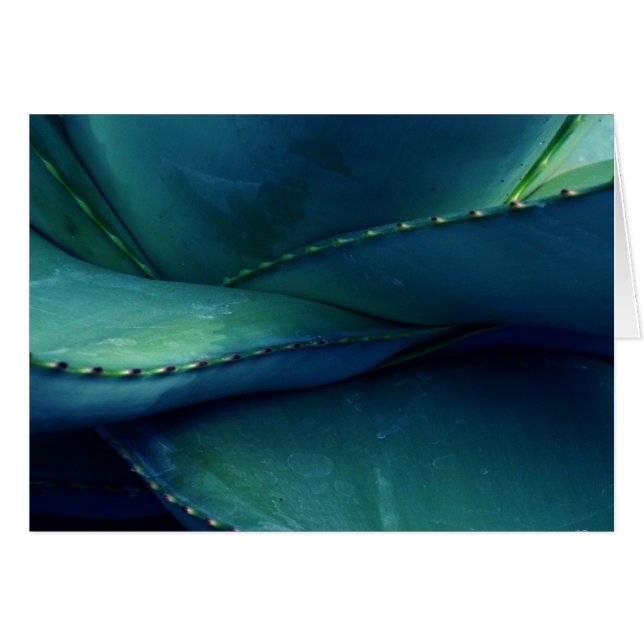 Patrones de la naturaleza (Anverso (Horizontal))