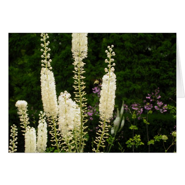 Patrones de la naturaleza (Anverso (Horizontal))